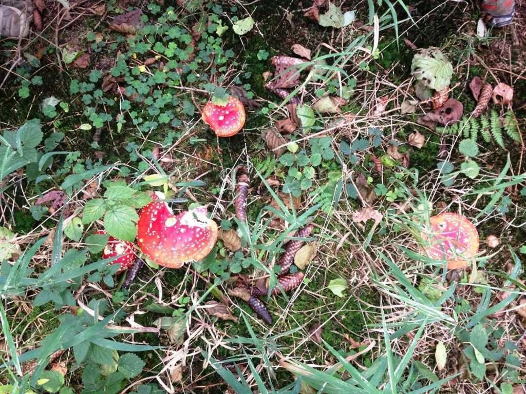 Ferienwohnung Waldblick Bad König Zewnętrze zdjęcie